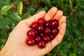 The berries of ripe cherry in the womanÃ¢â¬â¢s hand on the green background after rain. Royalty Free Stock Photo